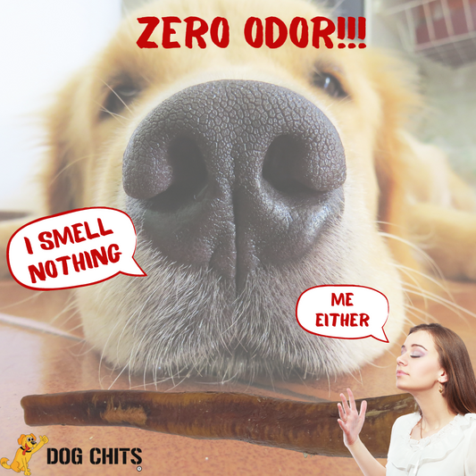 Bully Stick JUMBO 12 Inch 1 Pack Zero Odor Made in USA with USA Beef