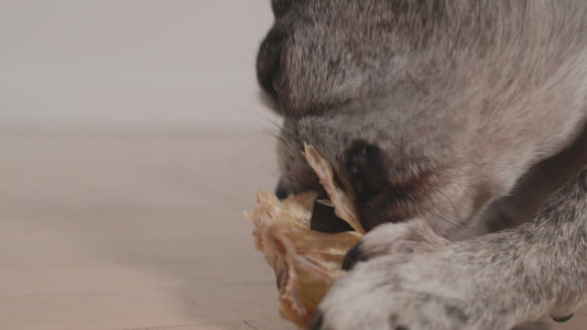 Beef Trachea Dog Treats - 1 lb. (3"-4" pieces)