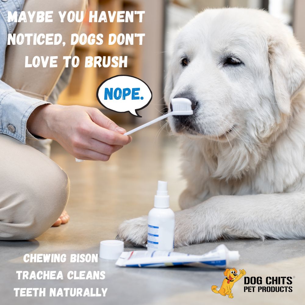 Bison Trachea Dog Treats, 2-3 Inch Pieces, 8 oz.