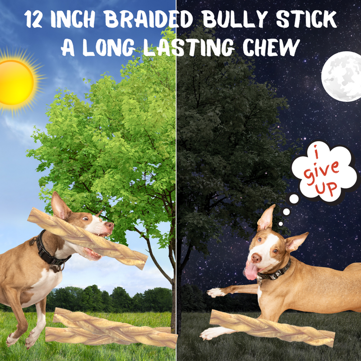 Braided Bully Sticks, 12 Inch, 3 Pack
