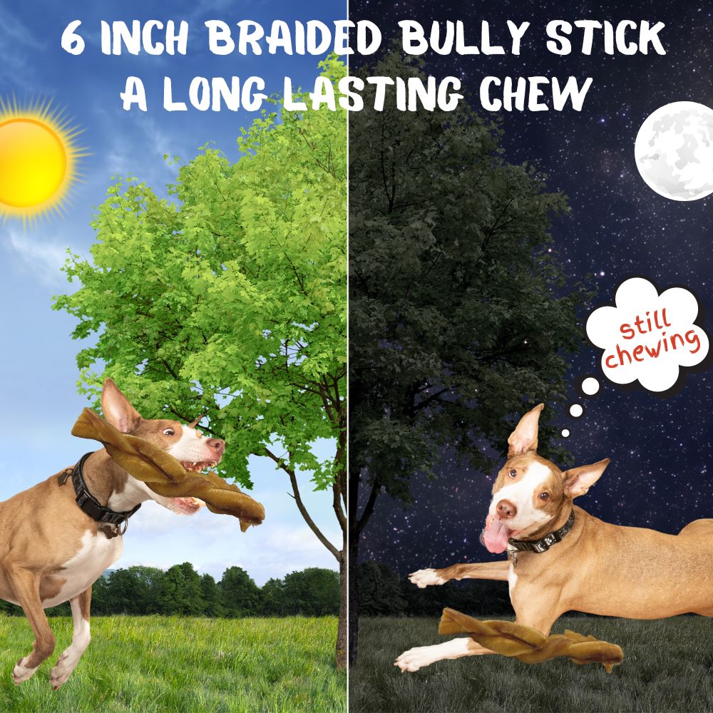 Braided Bully Sticks, 6 Inch, 6 Pack