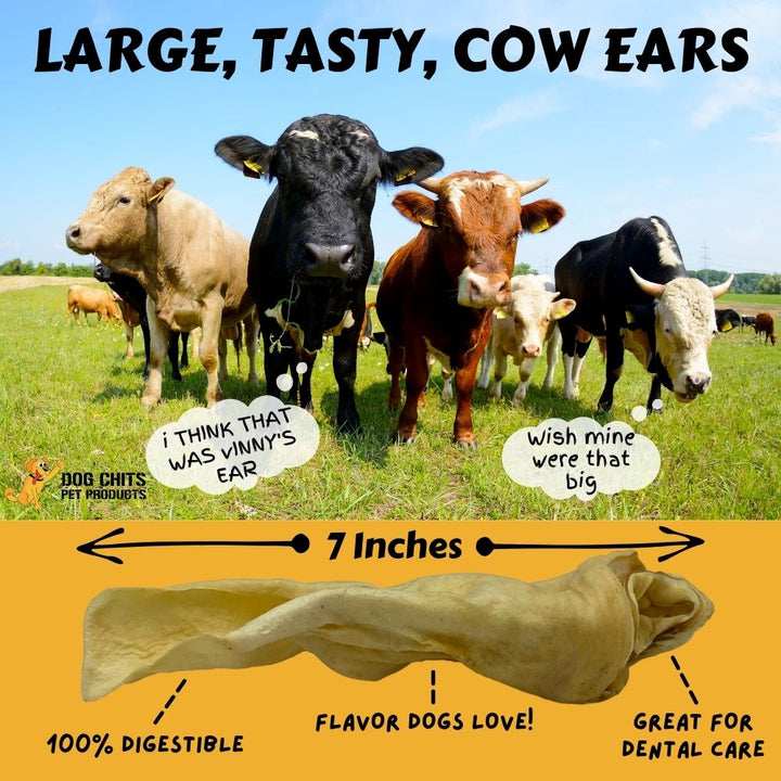 Cow Ears for Dogs, Large, 10 Pack