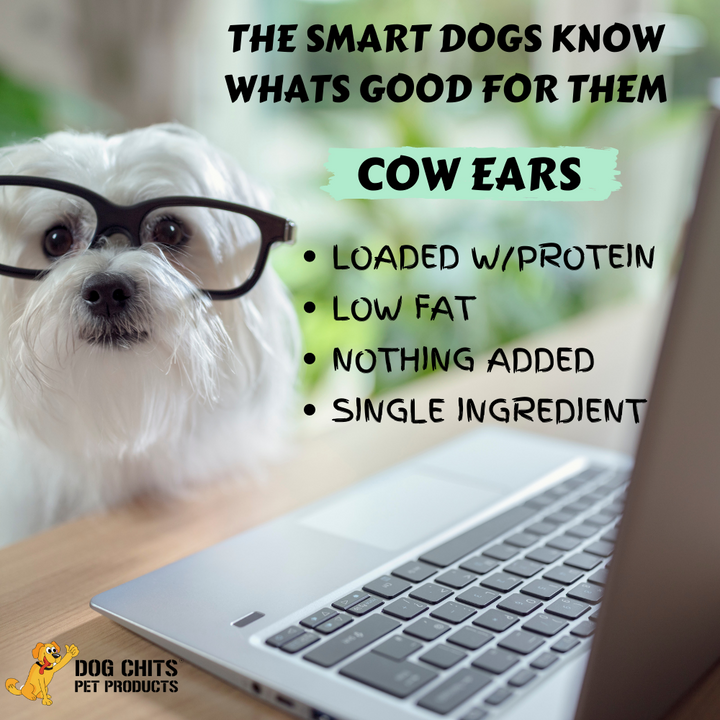 Cow Ears for Dogs, Large, 10 Pack