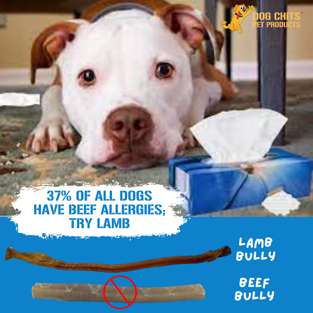 Lamb Pizzle, 8 oz. (Lamb Bully Sticks)