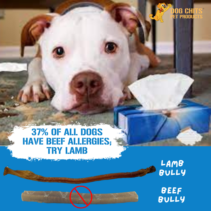 Lamb Pizzle, 8 oz. (Lamb Bully Sticks)