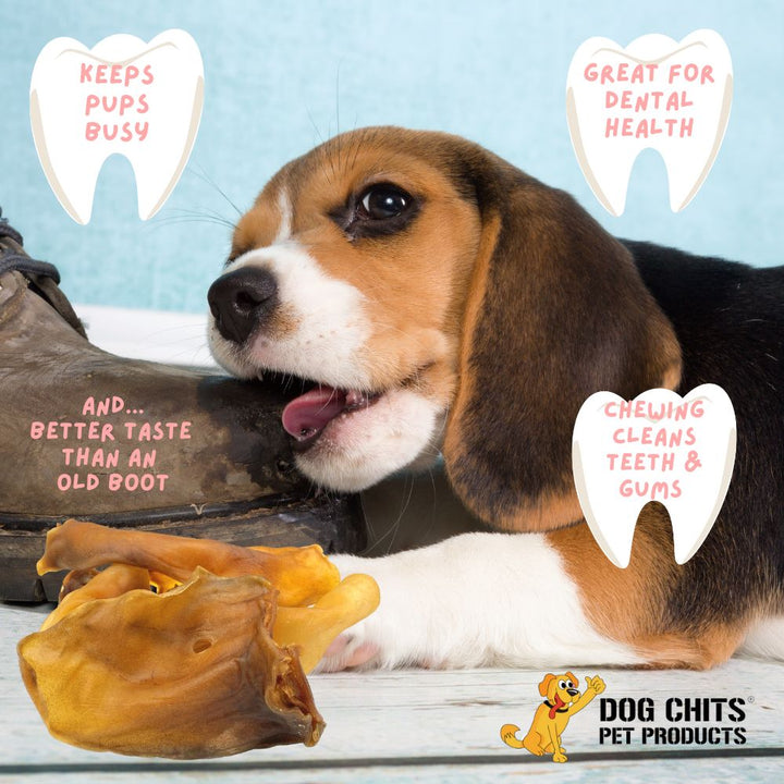 Pig Ears, Medium, 15 Pack